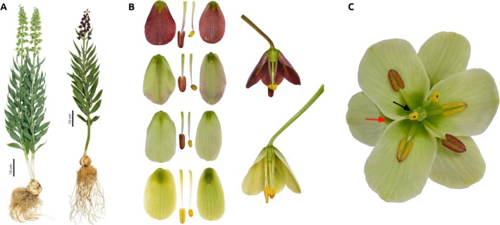 FIGURE 1