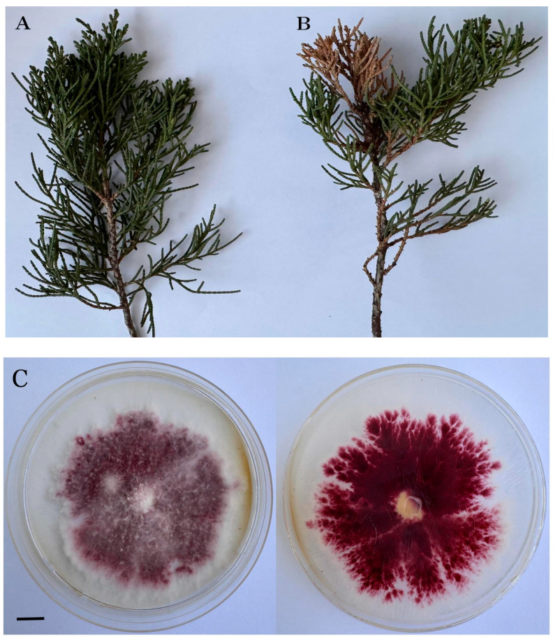 Figure 5