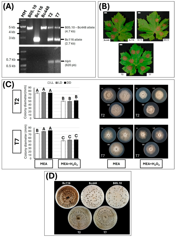 Figure 7