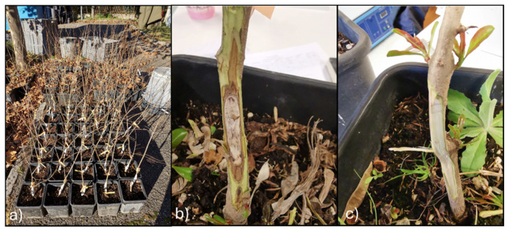 Figure 13