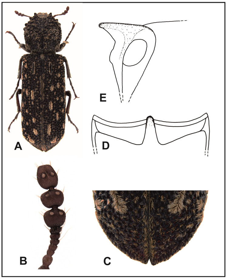 Figure 7