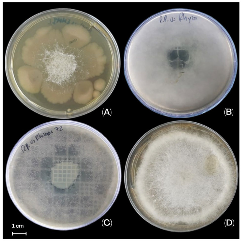 Figure 4