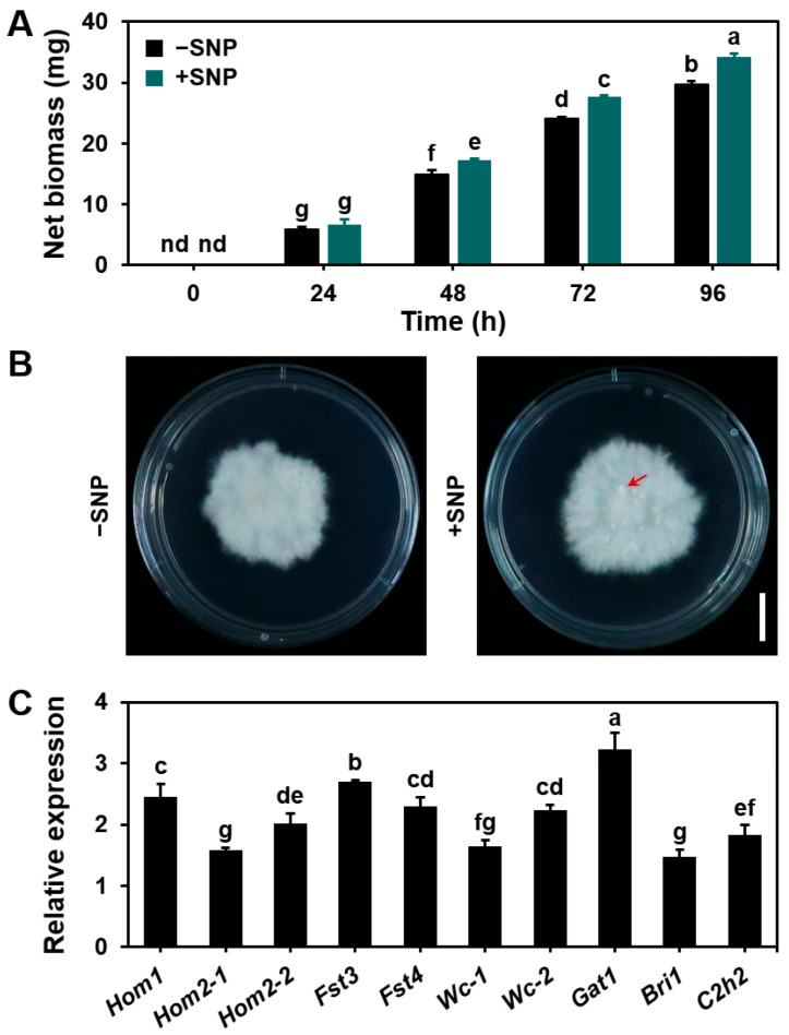 Figure 5