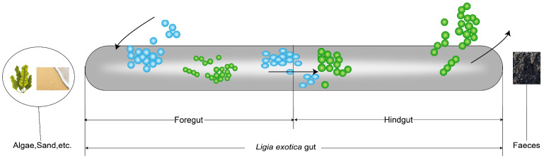 Figure 8