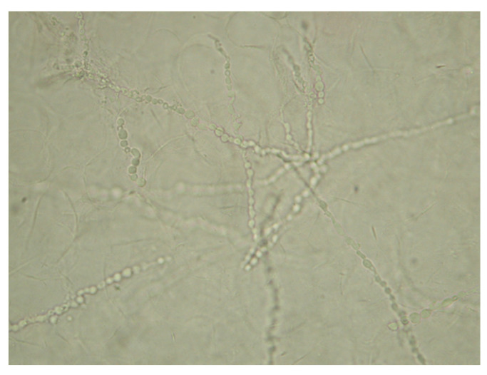 Figure 6