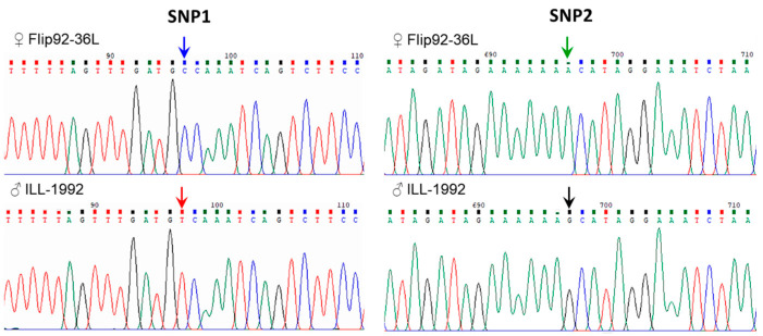 Figure 5