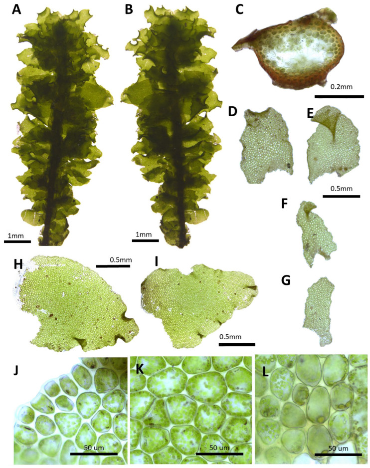 Figure 12