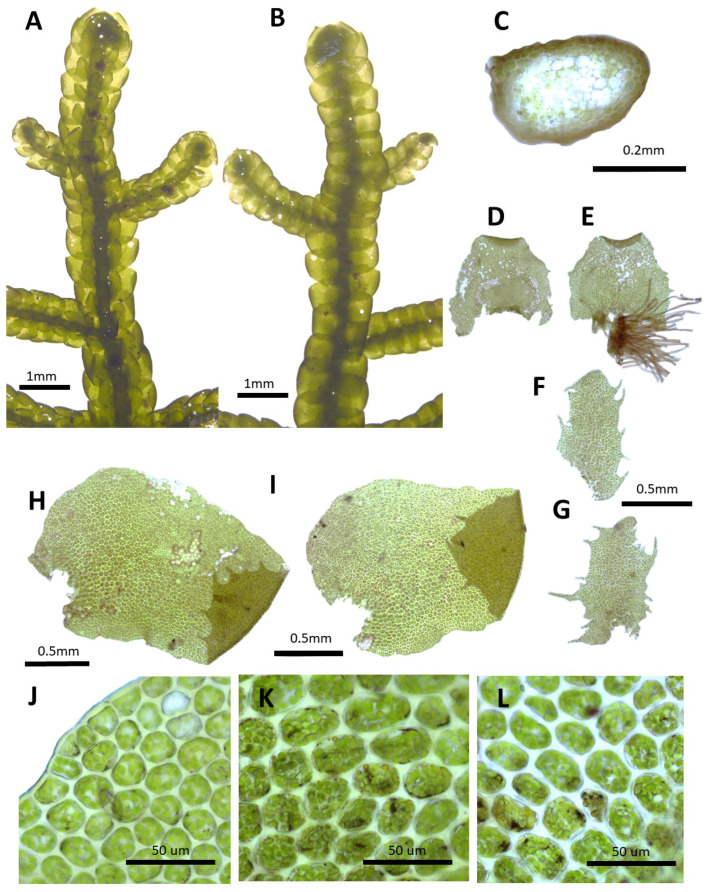 Figure 13