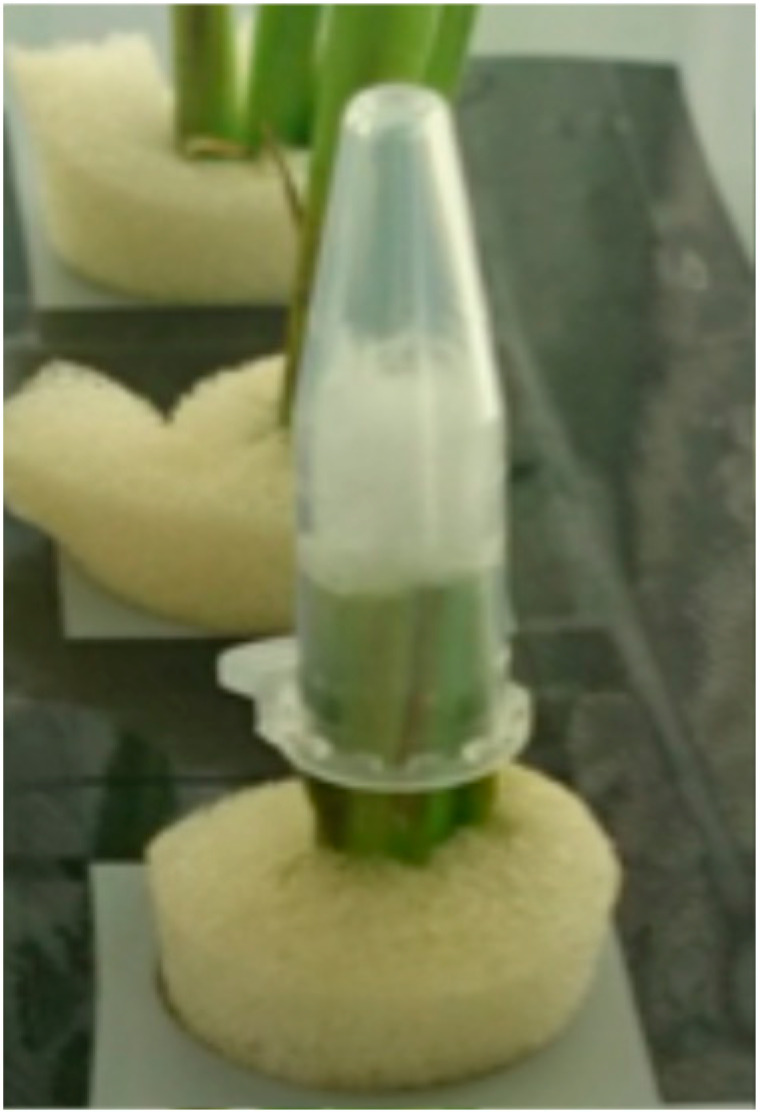 Figure 12