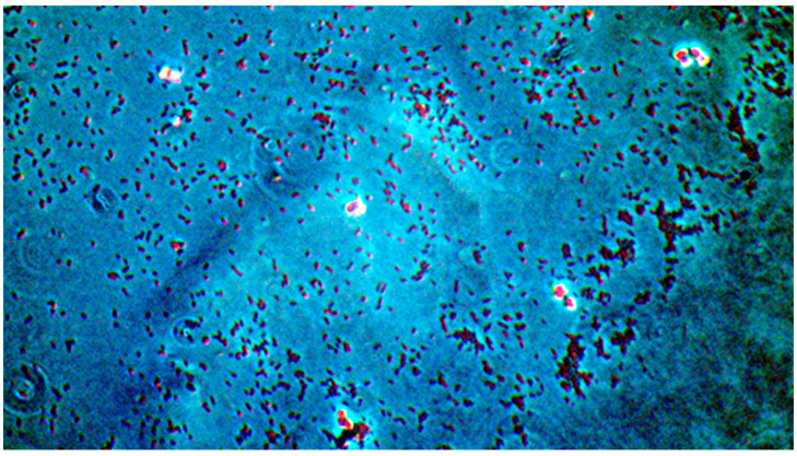 Figure 6