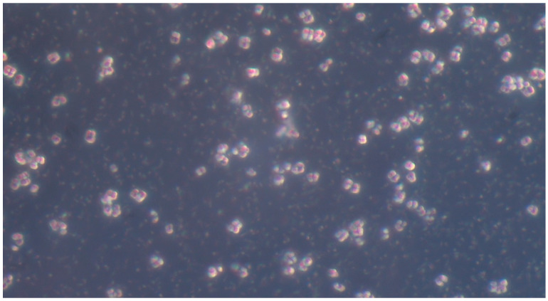 Figure 9