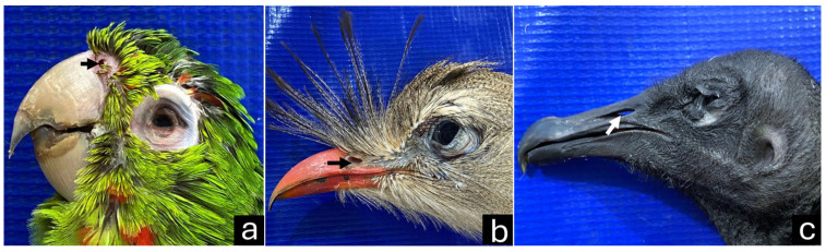 Figure 6