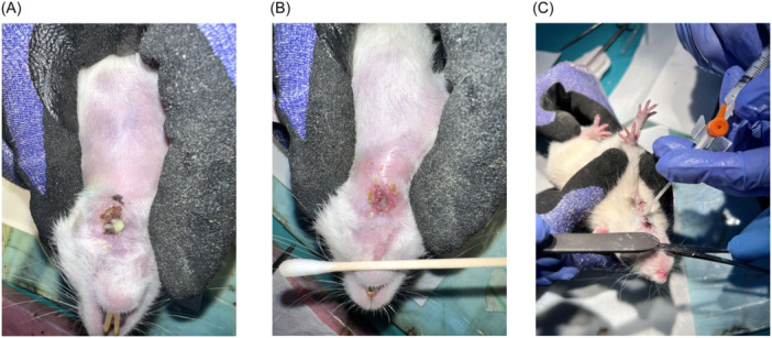 Figure 2