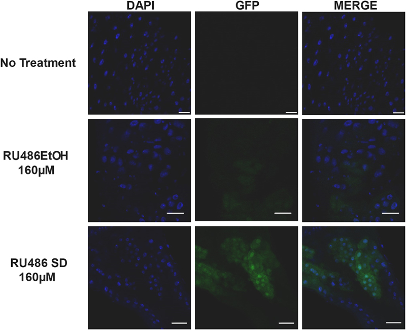 Figure 15