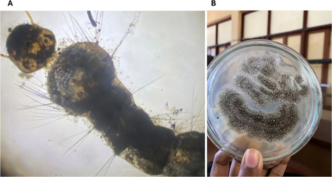 Figure 4
