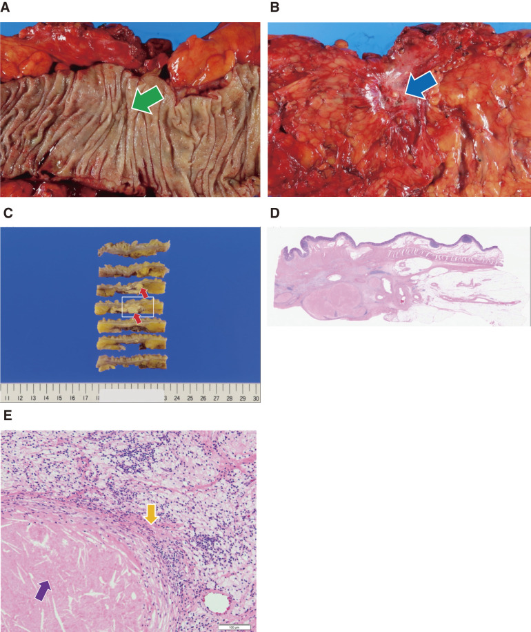 Fig. 6