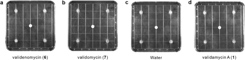 Figure 6
