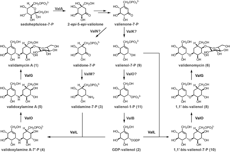 Figure 7