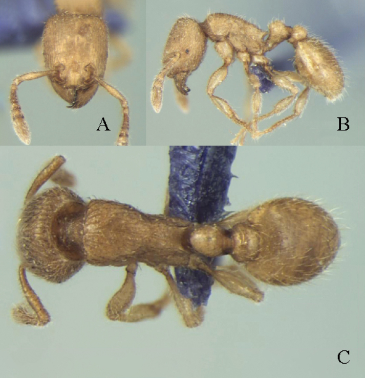 Figure 7