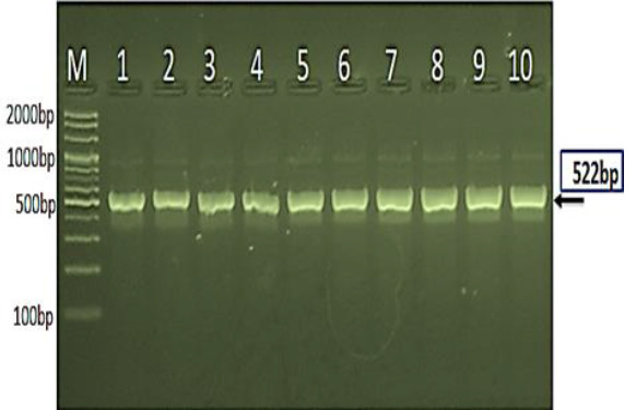 Figure 5