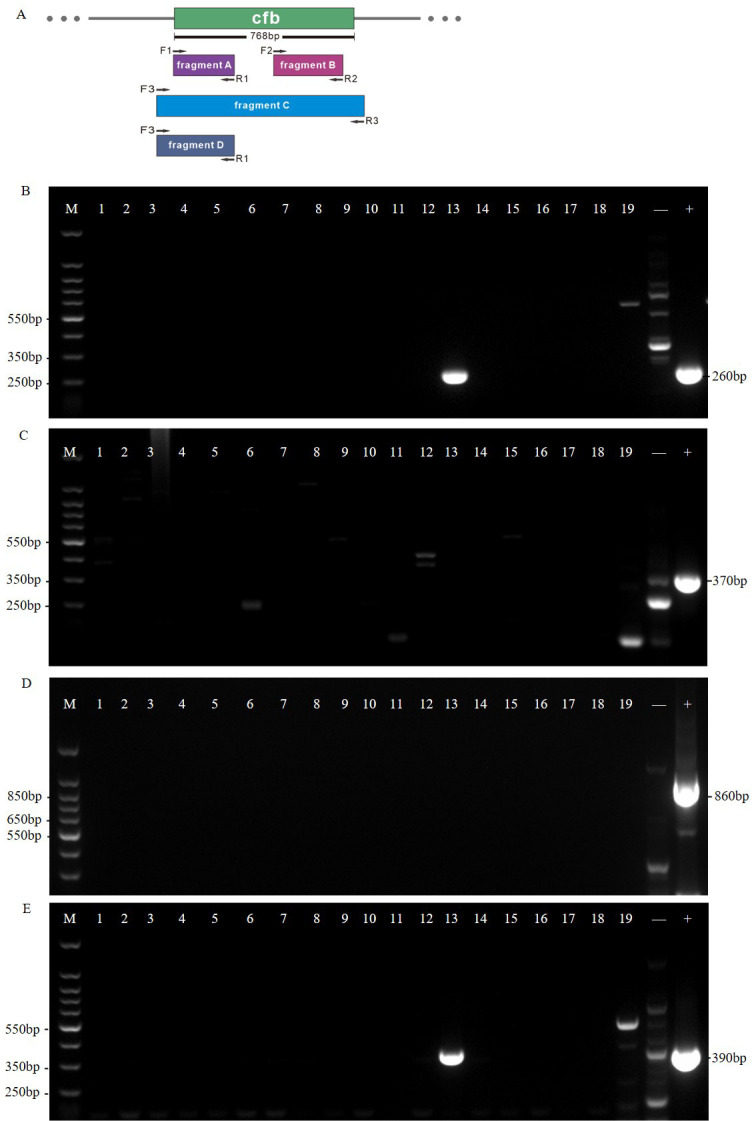 Fig 2