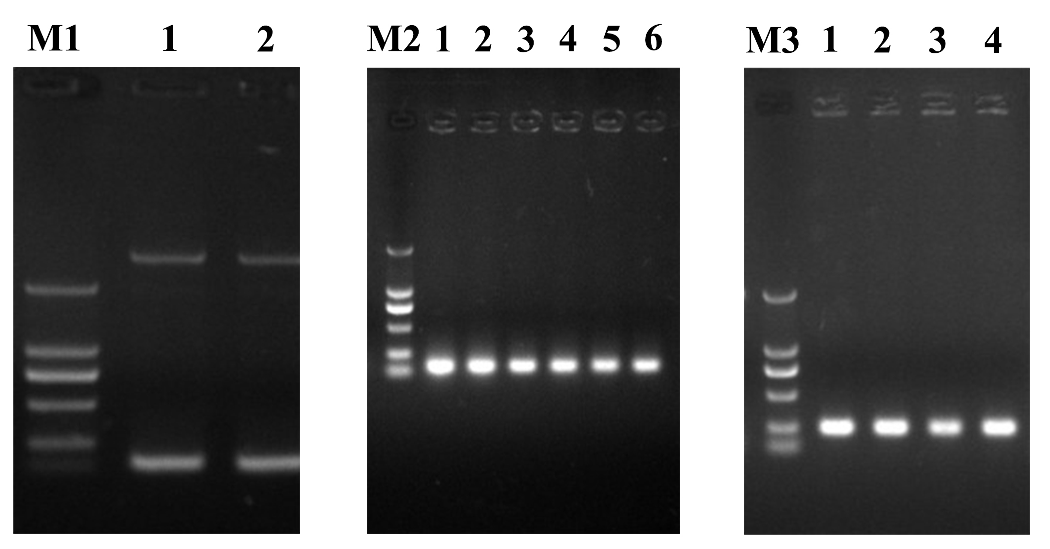 Figure 11