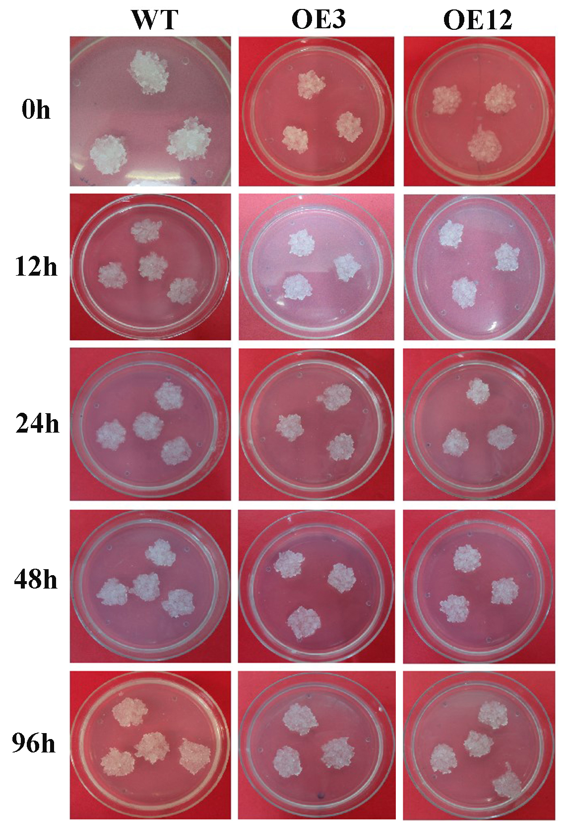 Figure 12