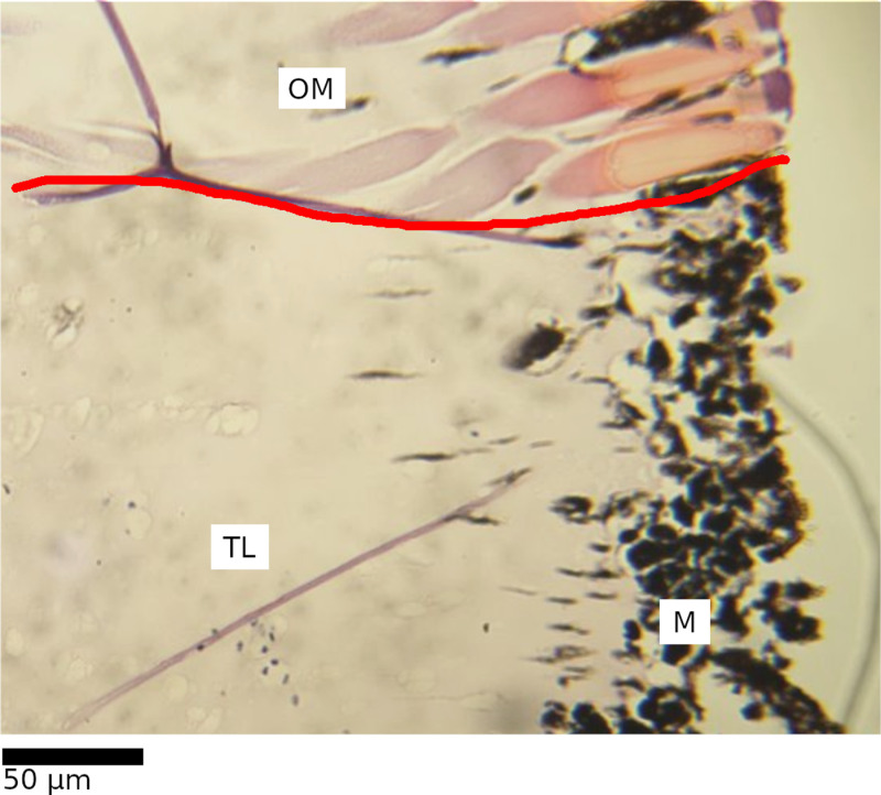 Fig 5
