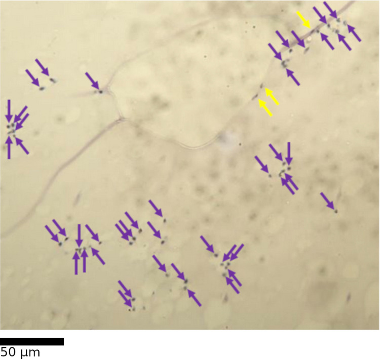 Fig 7