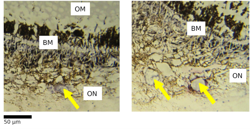 Fig 9