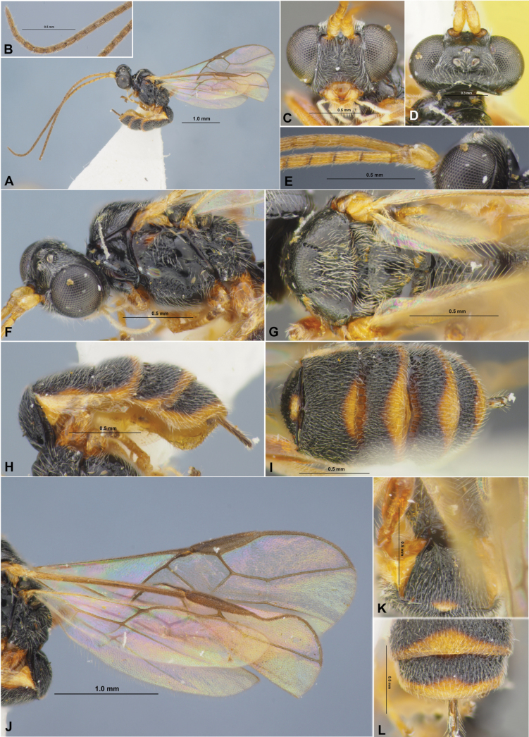 Figure 17
