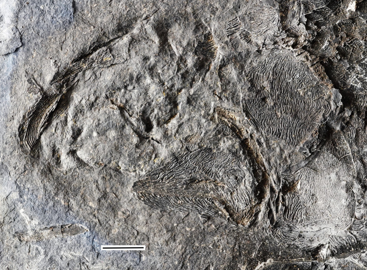 Figure 9