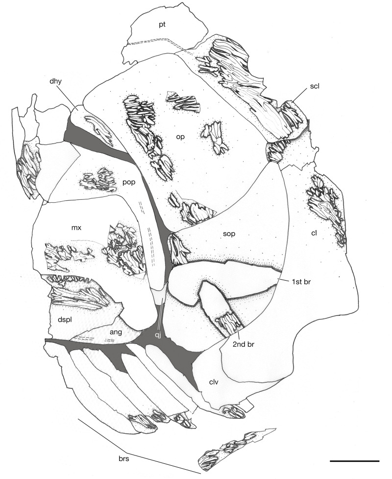 Figure 12
