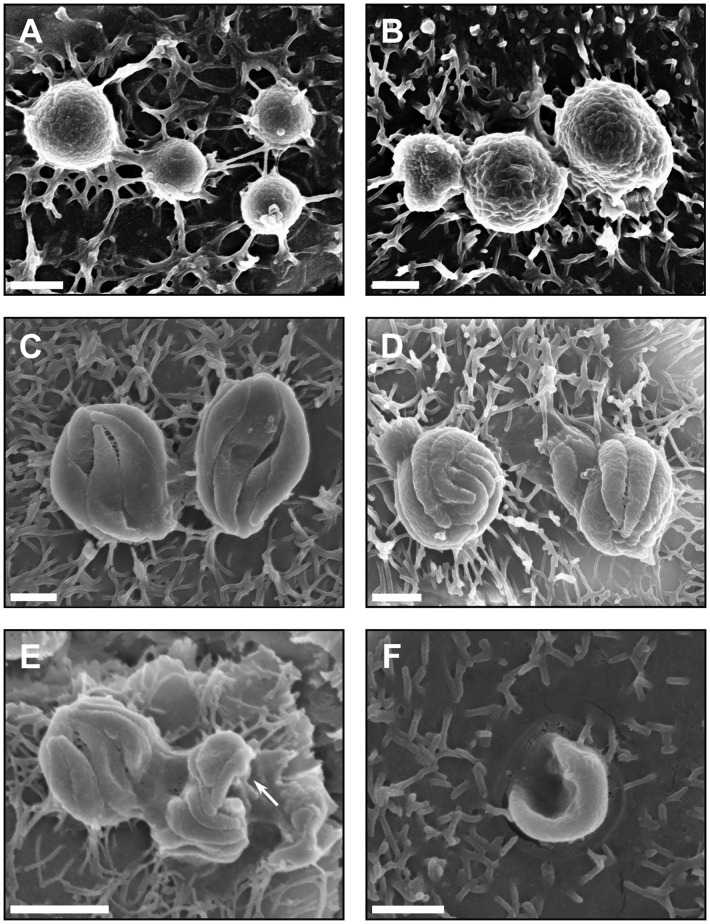 Figure 3