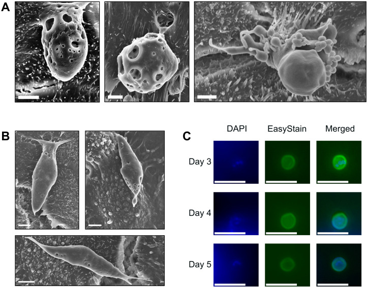 Figure 4