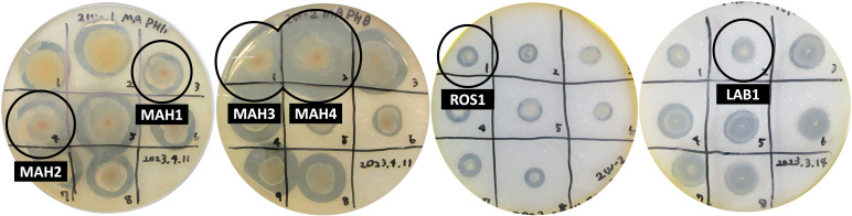 Fig 1