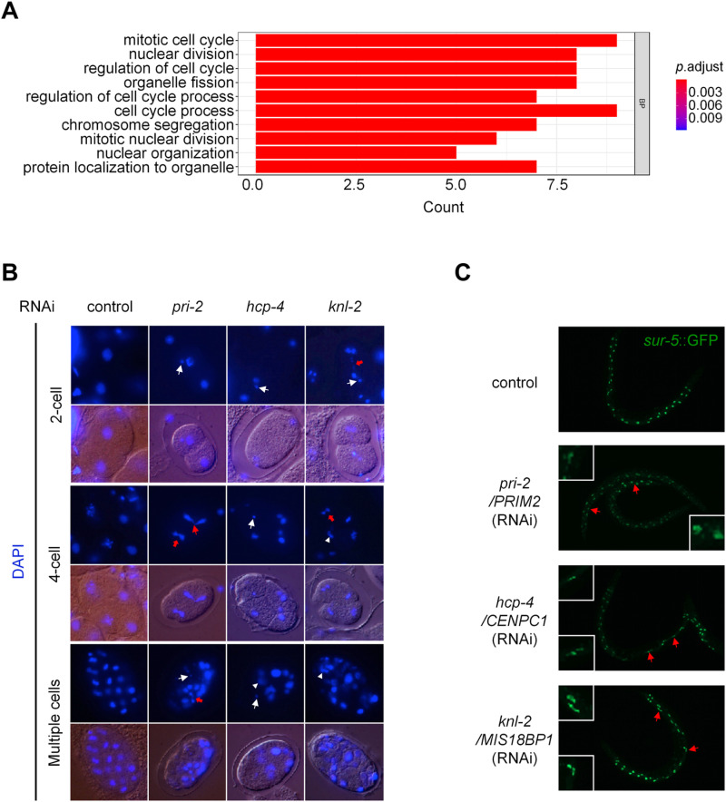 Fig 6