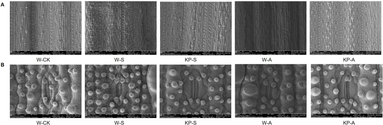 Figure 6