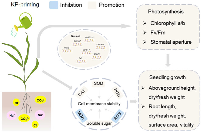 Figure 10