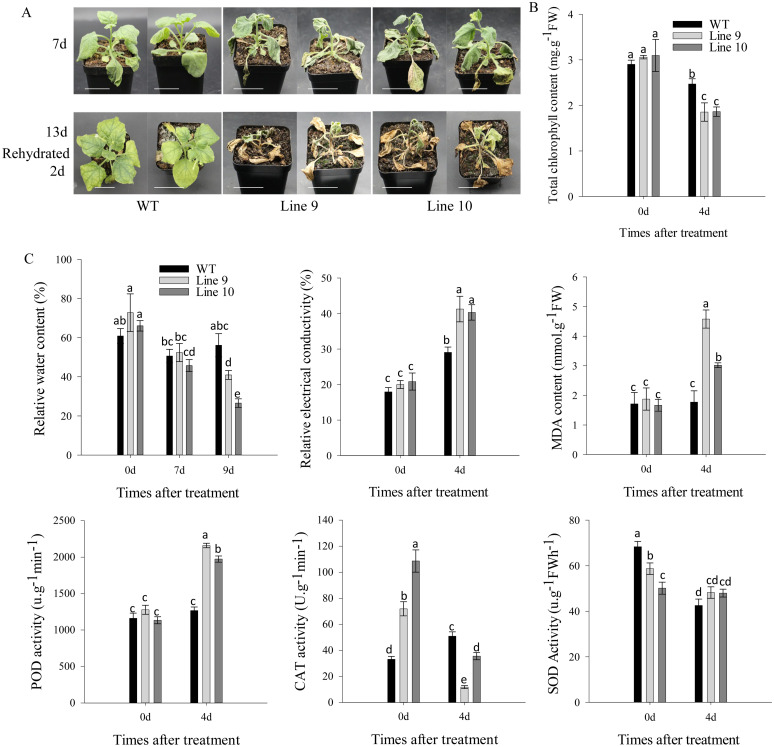 Figure 4