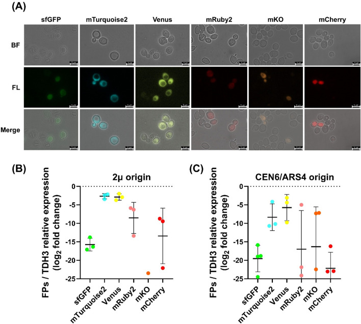 FIGURE 3