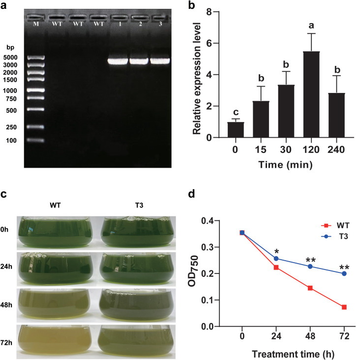 Figure 3