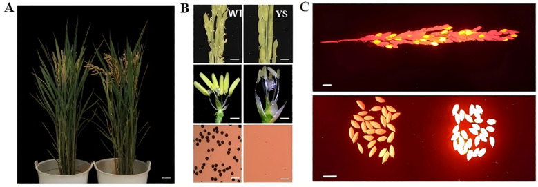 Figure 3