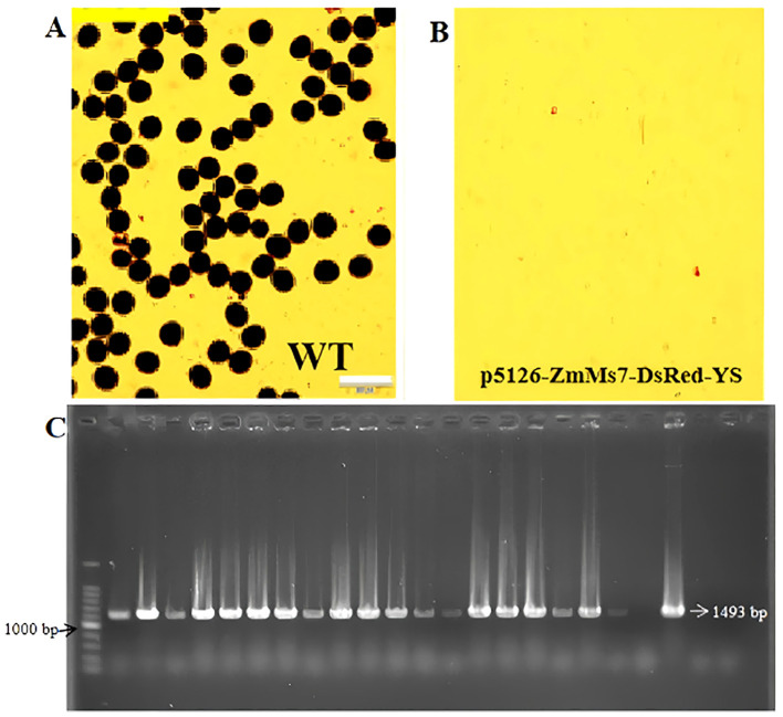 Figure 4