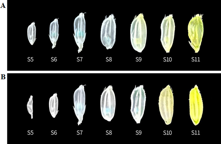 Figure 5