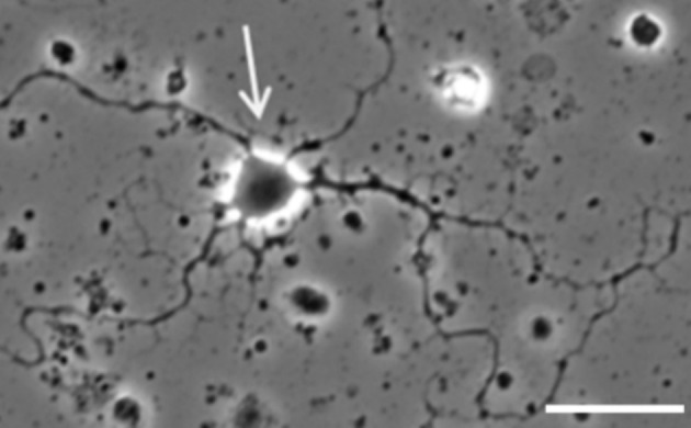 FIGURE 2