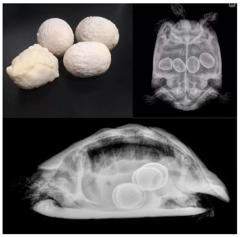 Figure 11