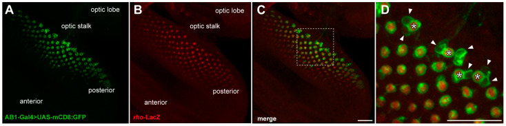Figure 6
