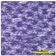 Figure 31