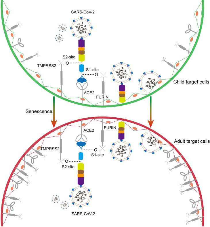 Figure 2